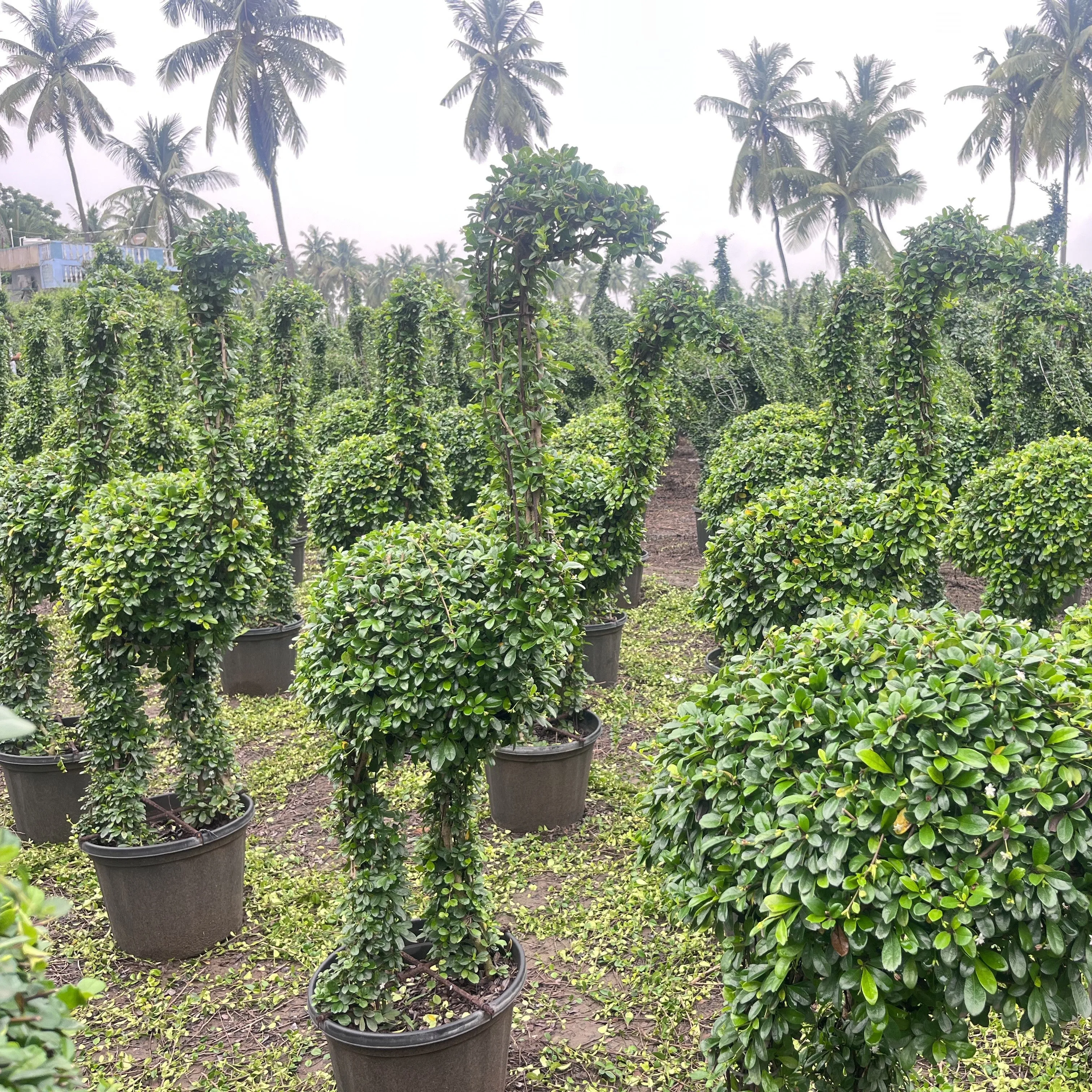 Carmona Microphylla 'Ficus Crane Shaped' For Sale