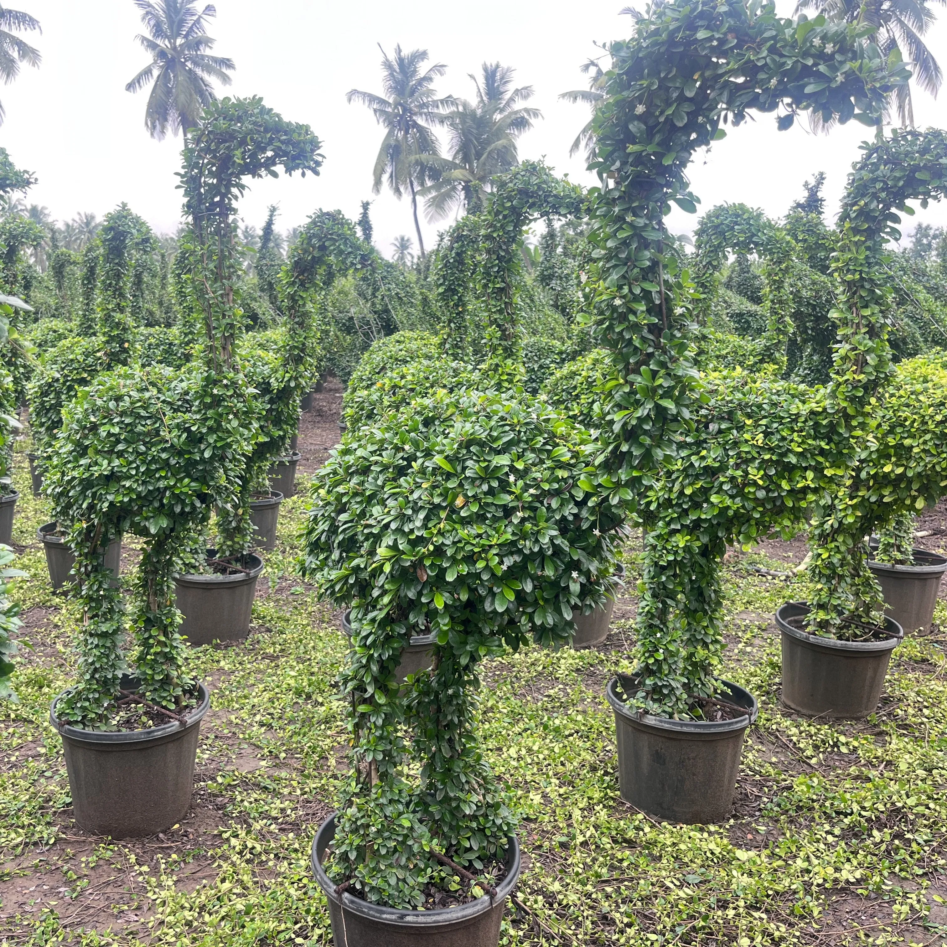 Carmona Microphylla 'Ficus Crane Shaped' For Sale