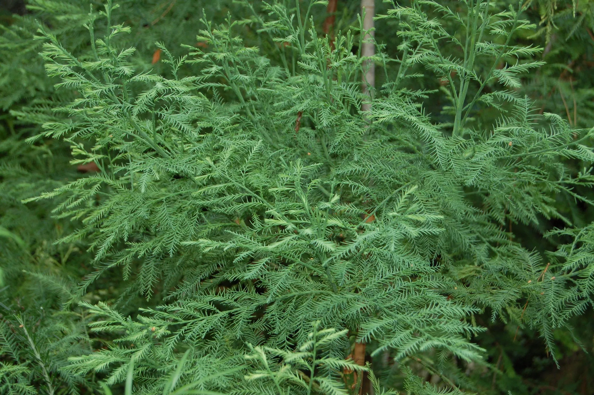 Chinese Swamp Cypress Glyptostrobus pensilis 10 Seeds  USA Company