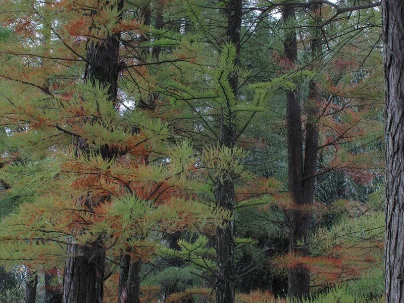 Chinese Swamp Cypress Glyptostrobus pensilis 10 Seeds  USA Company