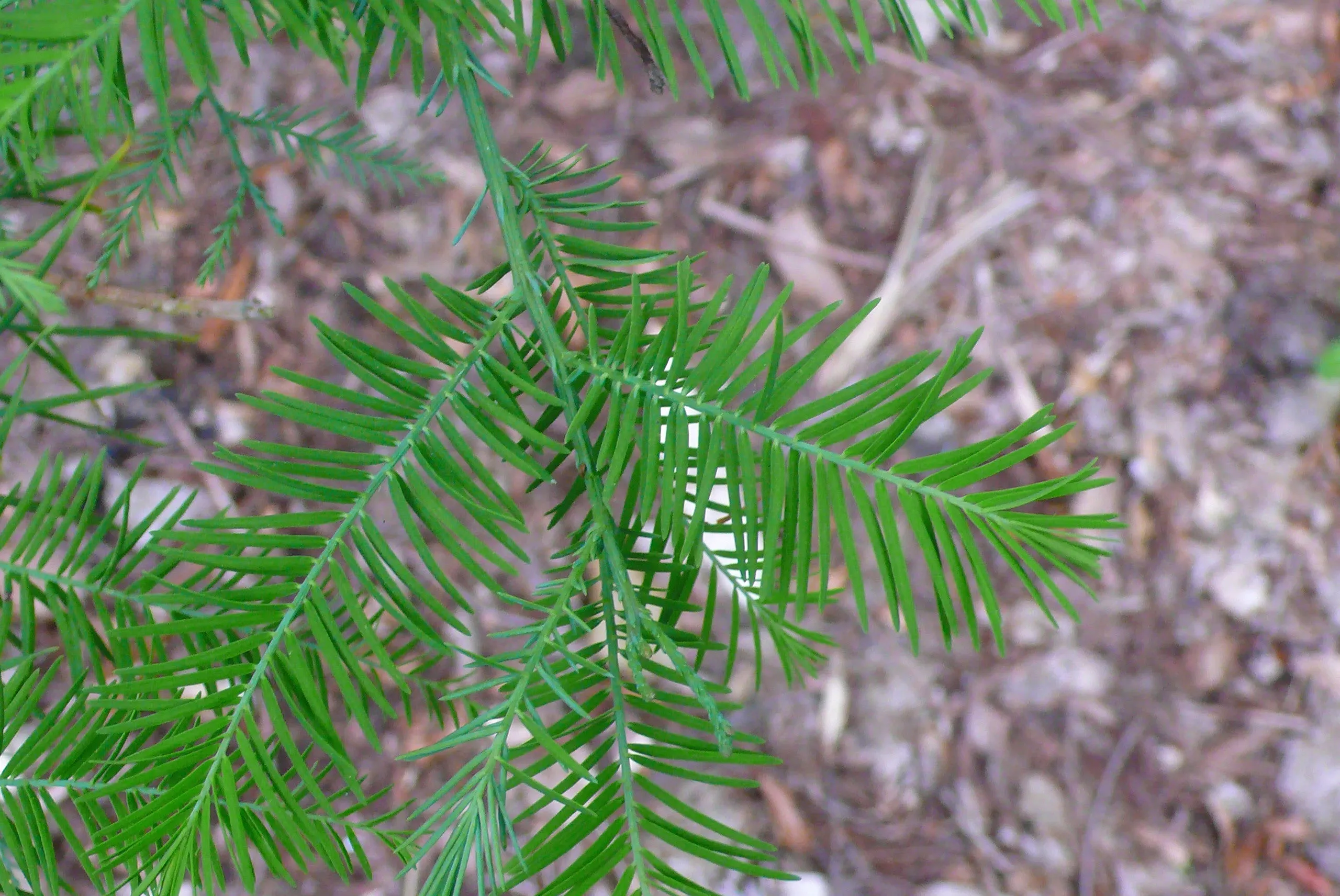 Chinese Swamp Cypress Glyptostrobus pensilis 10 Seeds  USA Company