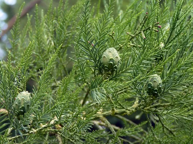 Chinese Swamp Cypress Glyptostrobus pensilis 10 Seeds  USA Company