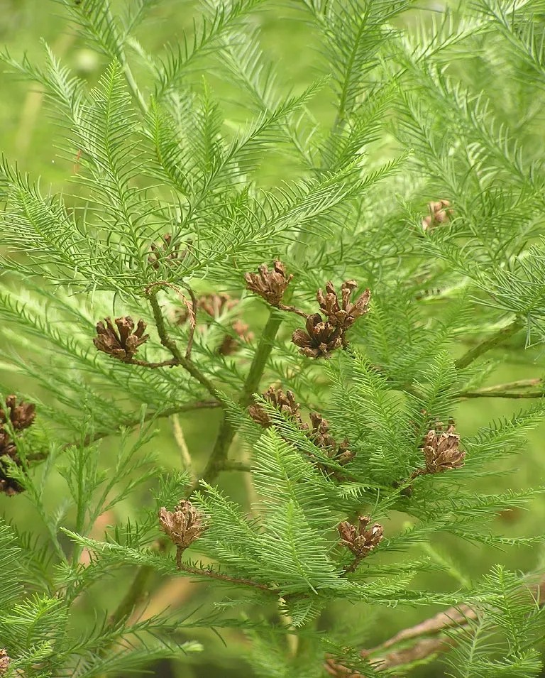 Chinese Swamp Cypress Glyptostrobus pensilis 10 Seeds  USA Company