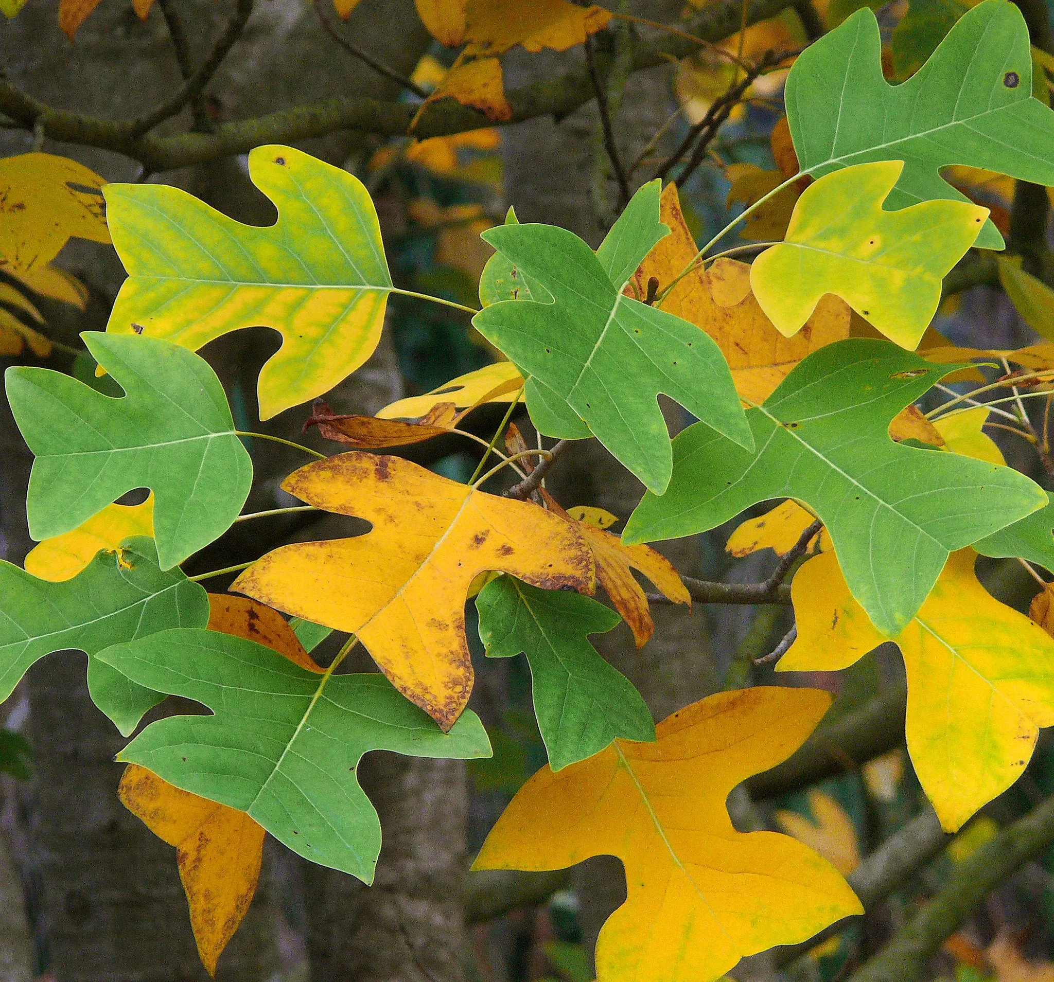 Chinese Tulip Tree 100 Seeds  Liriodendron chinense  USA Company