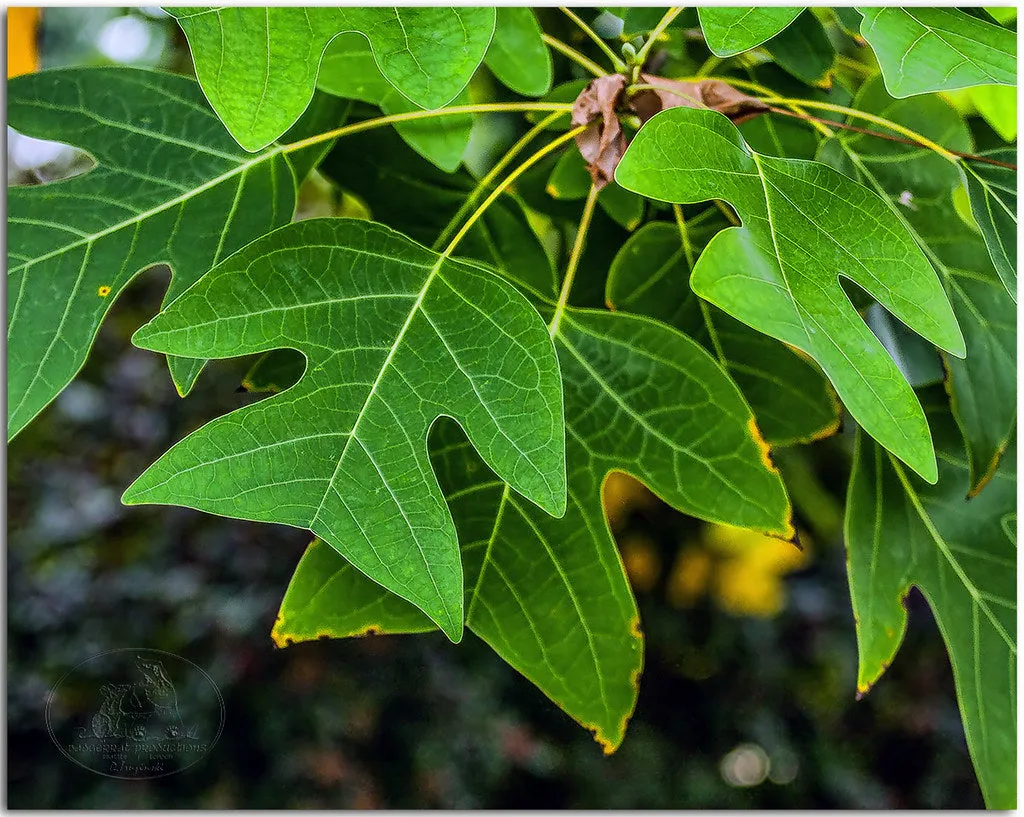 Chinese Tulip Tree 100 Seeds  Liriodendron chinense  USA Company