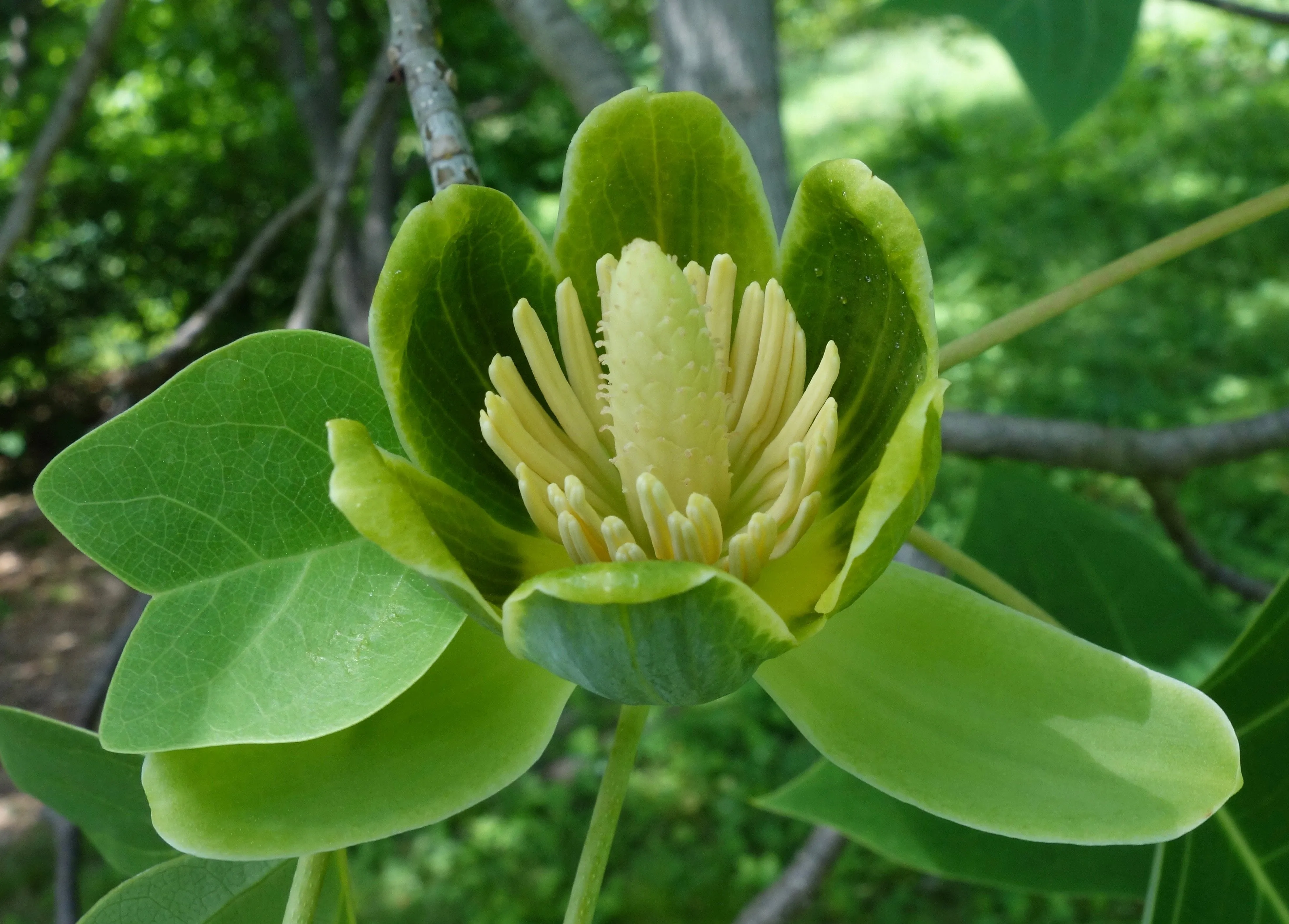 Chinese Tulip Tree 100 Seeds  Liriodendron chinense  USA Company