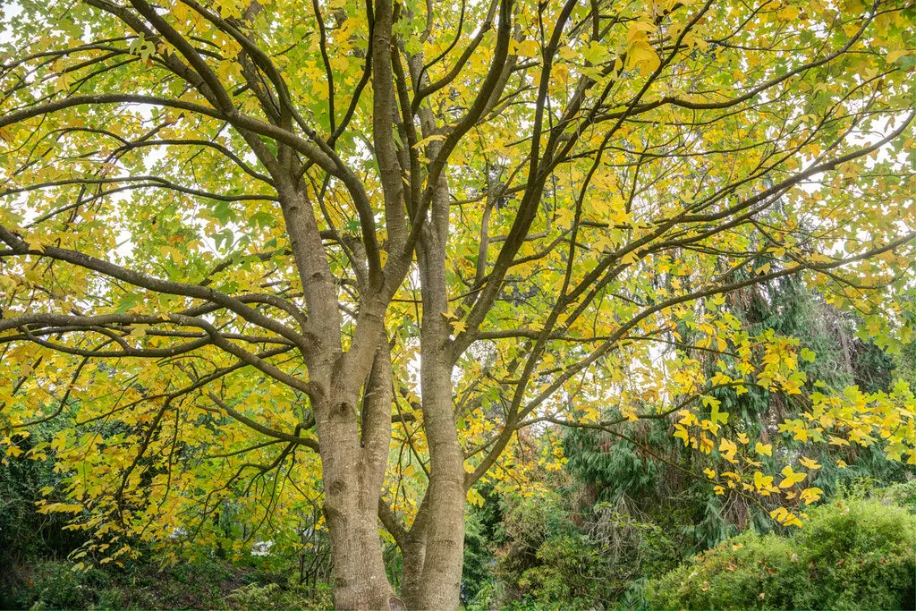 Chinese Tulip Tree 100 Seeds  Liriodendron chinense  USA Company