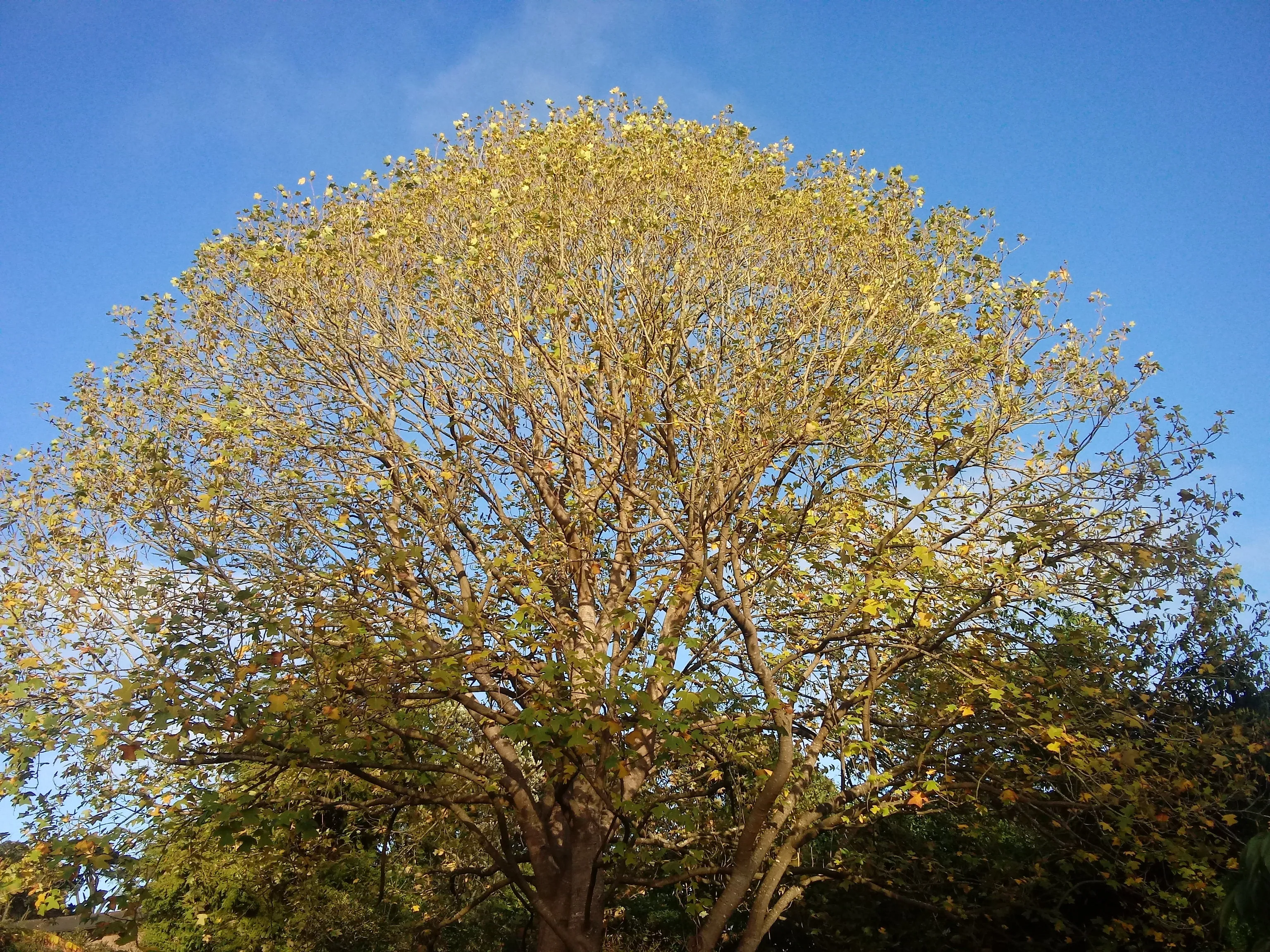 Chinese Tulip Tree 100 Seeds  Liriodendron chinense  USA Company