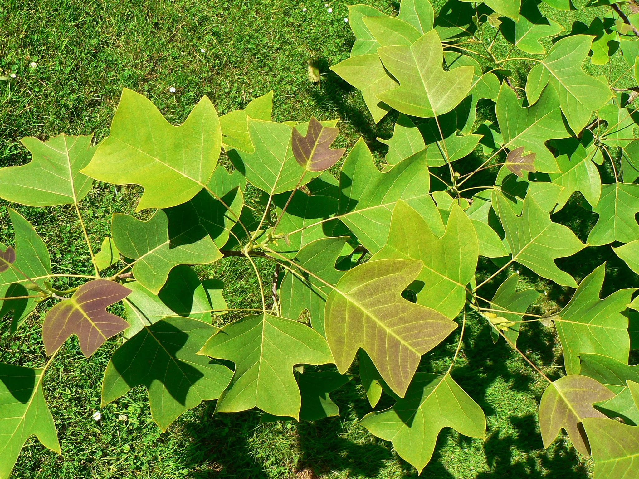 Chinese Tulip Tree 100 Seeds  Liriodendron chinense  USA Company