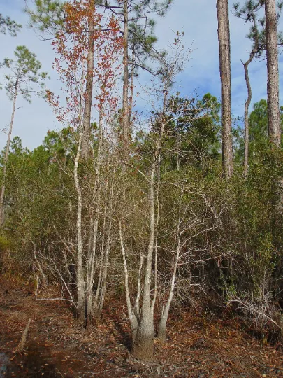 Dwarf Tupelo Tree  Bear Tupelo  Nyssa ursina  20 Seeds  USA Company