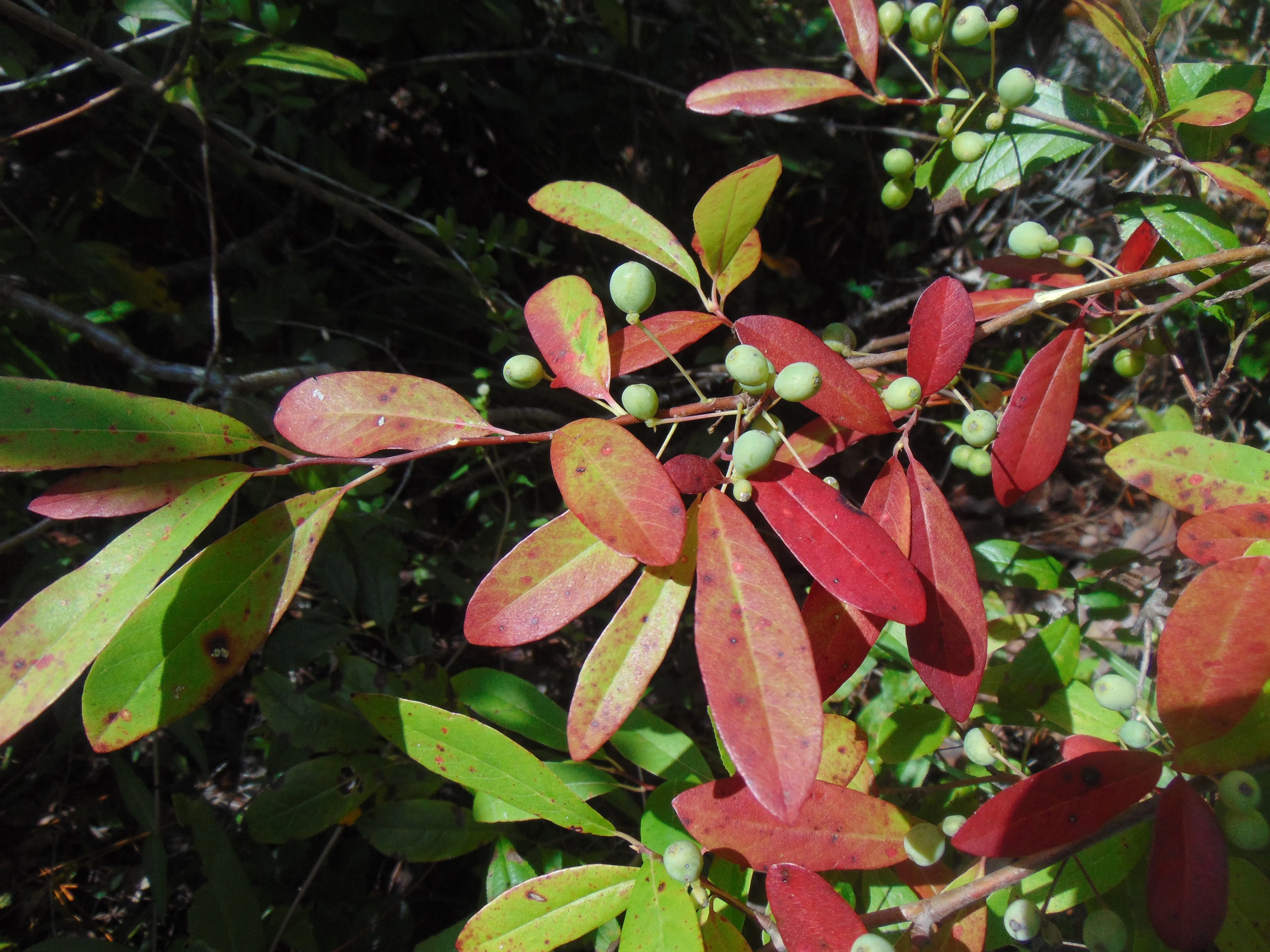 Dwarf Tupelo Tree  Bear Tupelo  Nyssa ursina  20 Seeds  USA Company