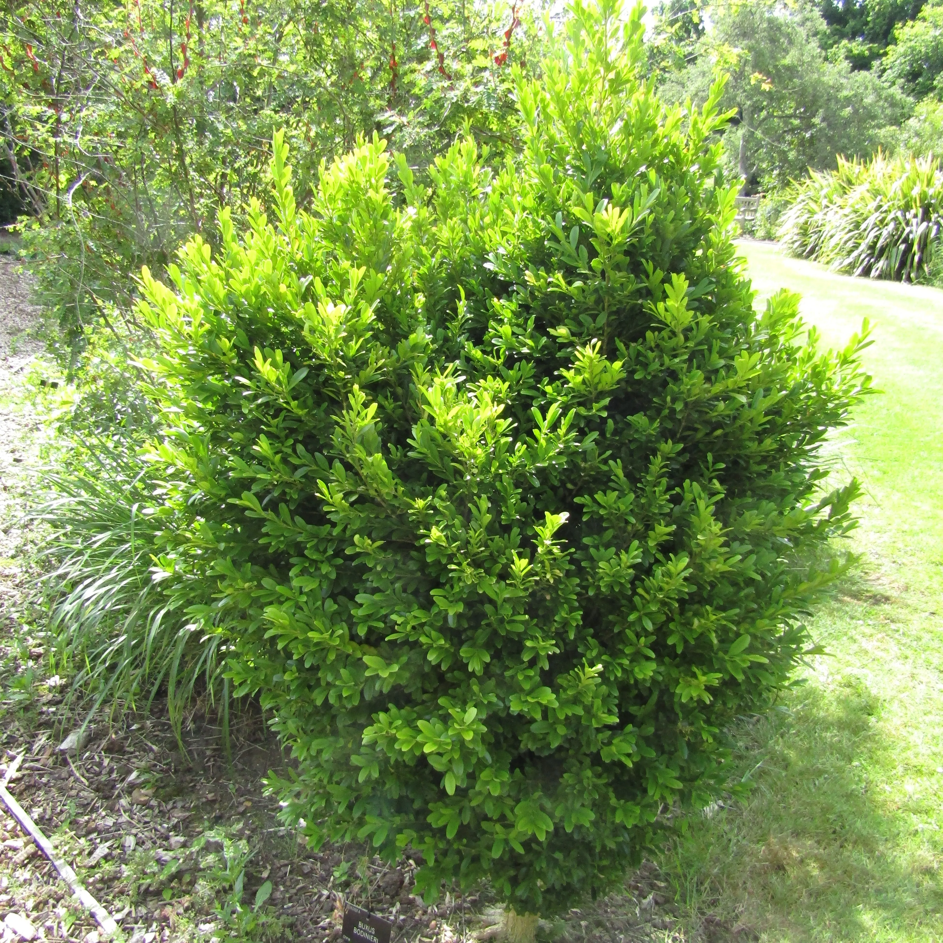 Exquisite Buxus Bodinieri Boxwood Plant for Sale - Add Elegance to Your Garden Today!