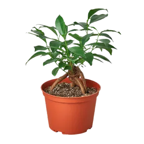 Ficus 'Ginseng'