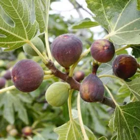 Fig Fruit Dwarf Plant ficus carica Turkey Brown 1 Helathy Live Layering Plant