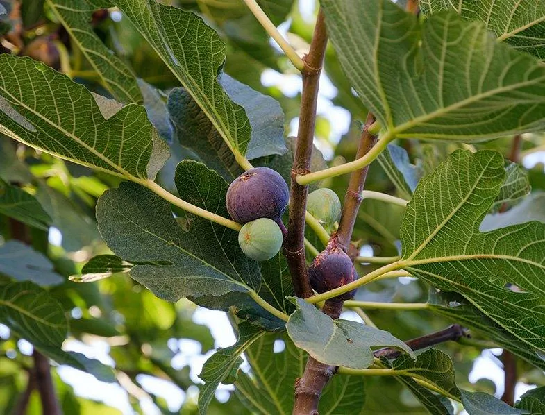 Fig Fruit Dwarf Plant ficus carica Turkey Brown 1 Helathy Live Layering Plant