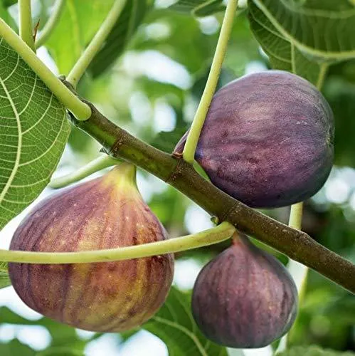 Fig Fruit Dwarf Plant ficus carica Turkey Brown 1 Helathy Live Layering Plant