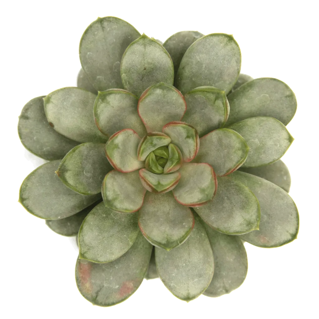 Graptoveria amethorum