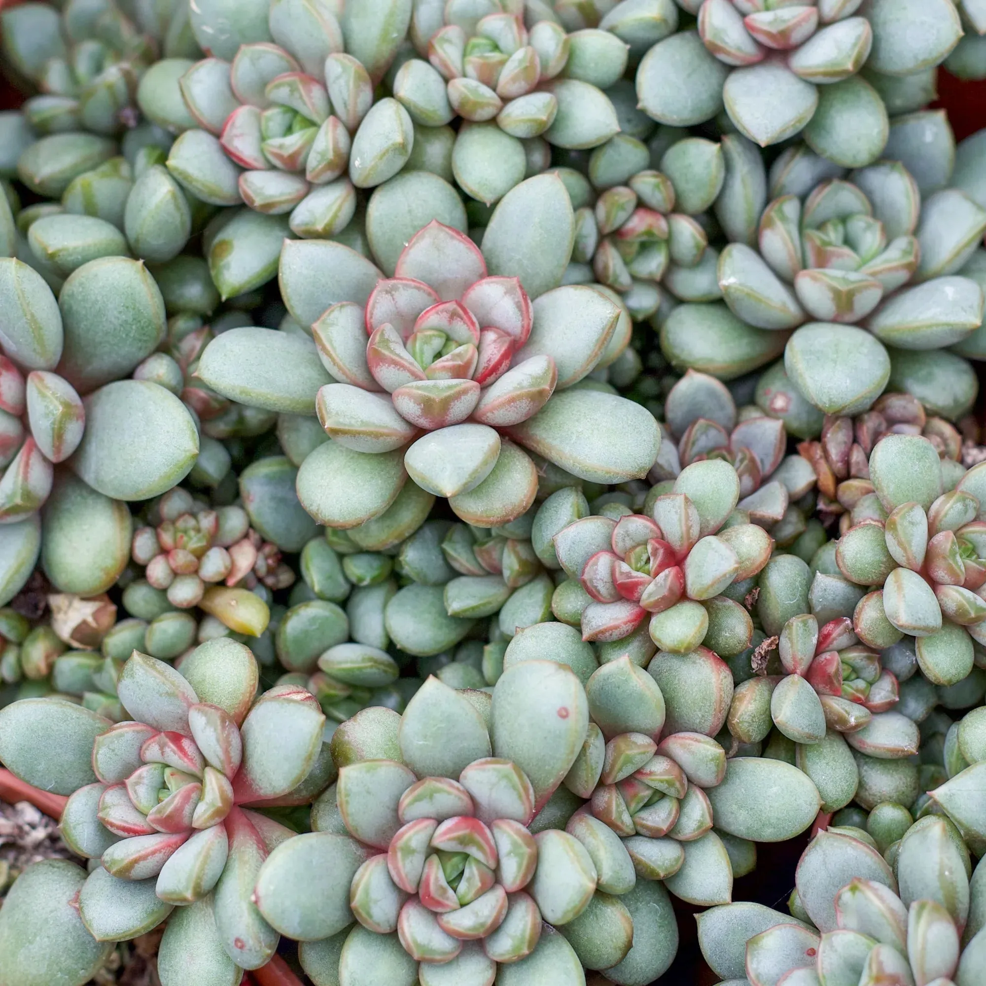 Graptoveria amethorum