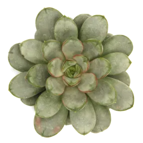 Graptoveria amethorum