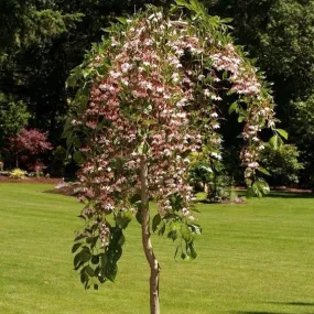 Marley's Pink Parasol Japanese Snowbell