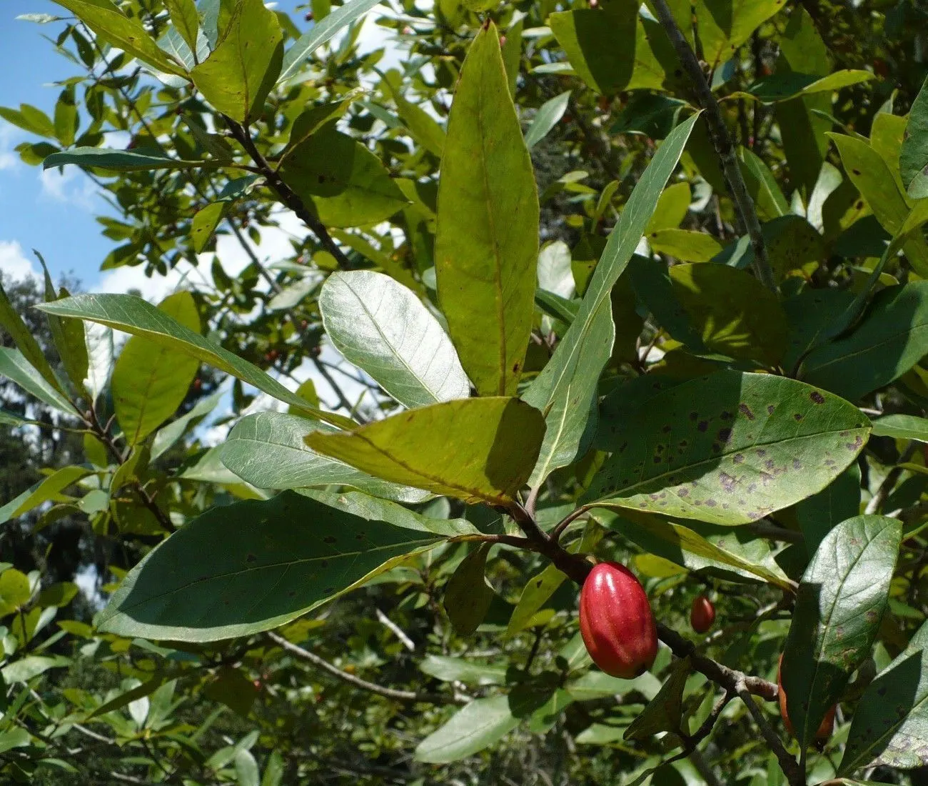 Ogeechee Tupelo White Tupelo Nyssa ogeche 10 Seeds   USA Company