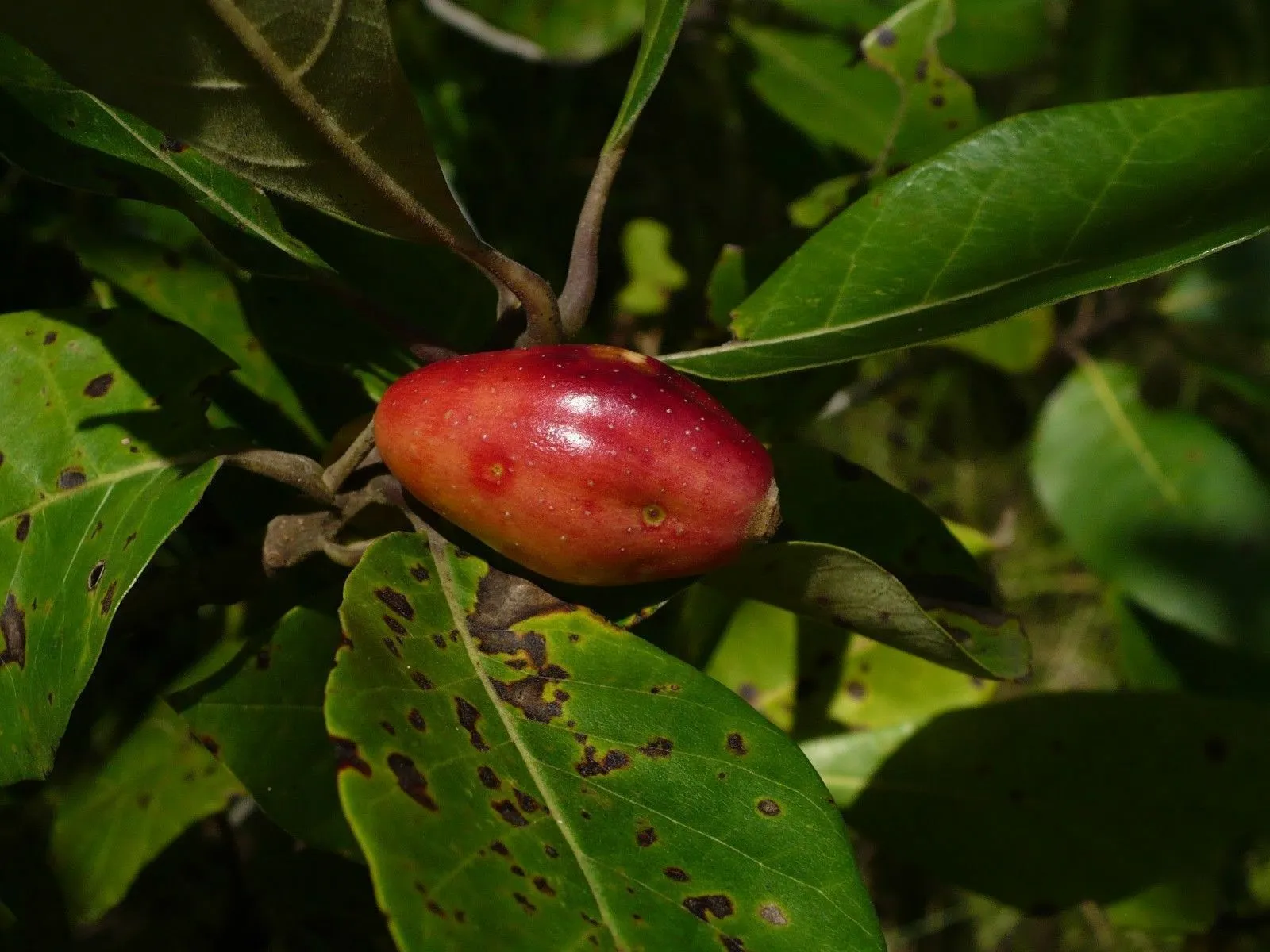 Ogeechee Tupelo White Tupelo Nyssa ogeche 10 Seeds   USA Company