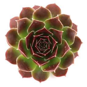 Sempervivum heuffelii 'Milady'