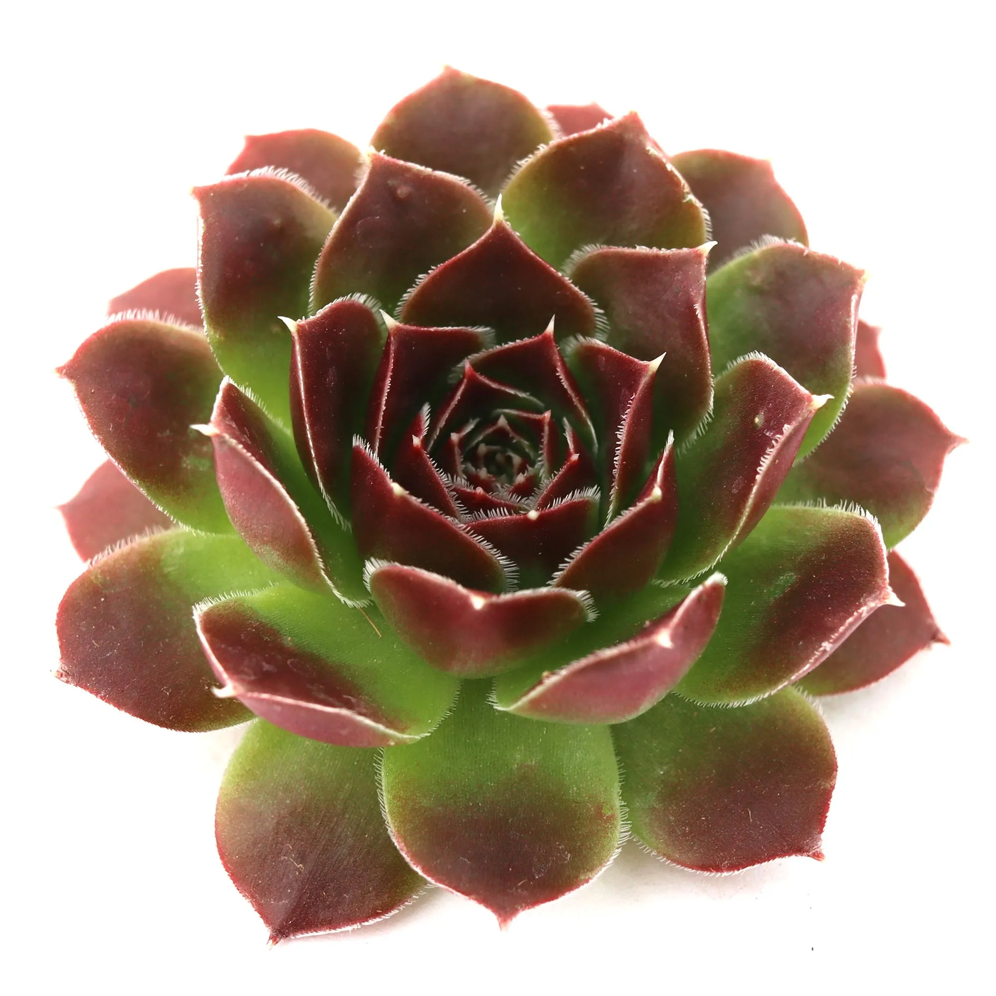 Sempervivum heuffelii 'Milady'