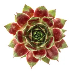 Sempervivum 'Red Devil'