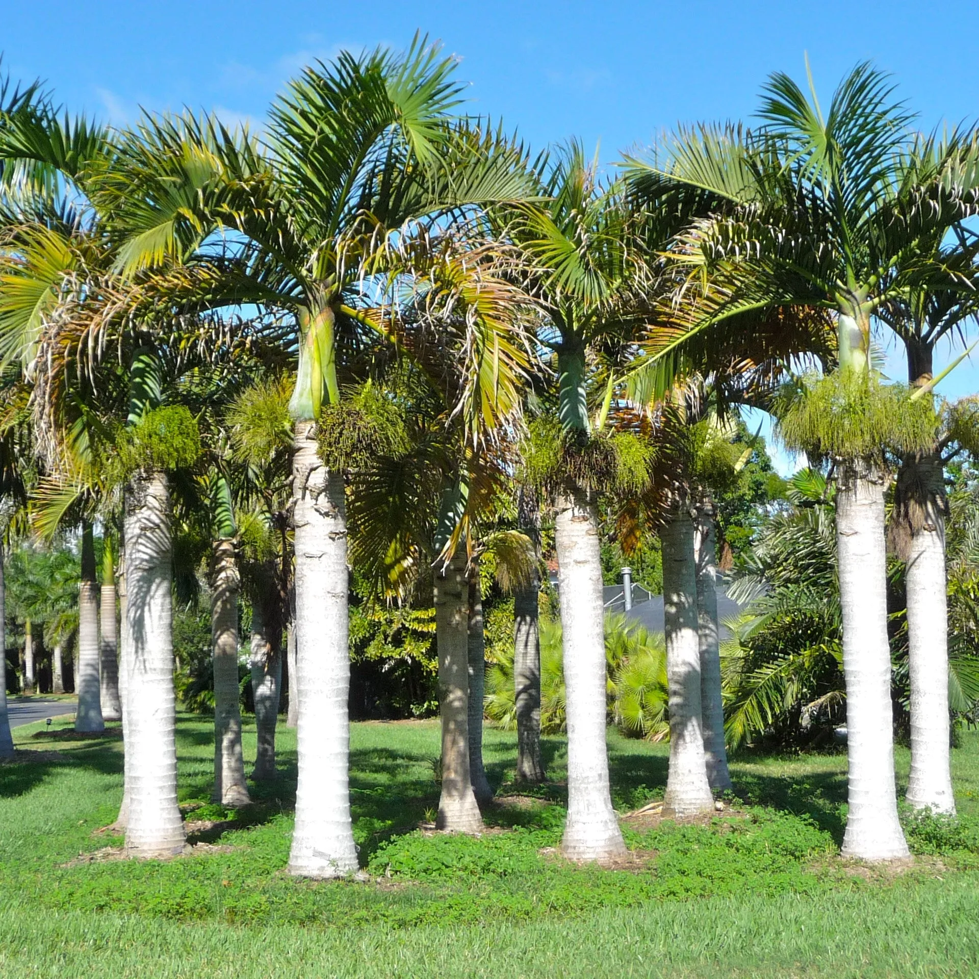 Stunning Hyophorbe verschaffeltii (Spindle Palm) Mascarena Palm Plant for Sale