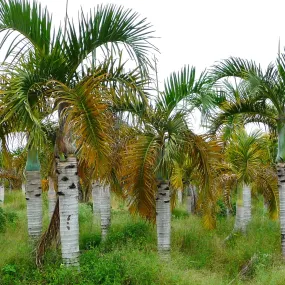 Stunning Hyophorbe verschaffeltii (Spindle Palm) Mascarena Palm Plant for Sale