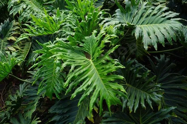 Tree Philodendron Philodendron selloum 100 Seeds  USA Company