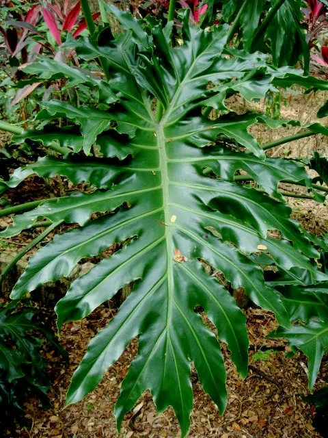 Tree Philodendron Philodendron selloum 100 Seeds  USA Company